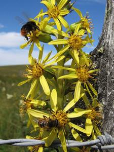 Ligularia sibirica