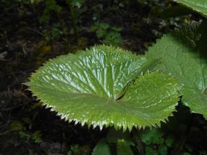 Ligularia sibirica