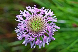 Marshallia tenuifolia
