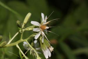 utils/thumbs/Asteraceae/Nabalus_WRJdx8r5vw8eypJGczHA2w.JPG