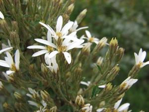 Olearia erubescens