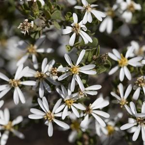 Olearia muelleri