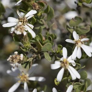 Olearia muelleri