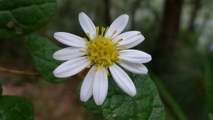 utils/thumbs/Asteraceae/Olearia_DtWPMZRGhGUAcQziNaTmPn.jpg