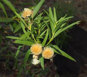 Olearia ferresii