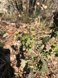 Pentanema squarrosum