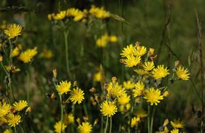 utils/thumbs/Asteraceae/Pilosella_EahhBS6vB3bH3JDH78qwHv.jpg