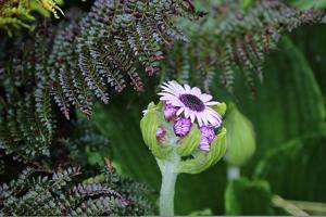 utils/thumbs/Asteraceae/Pleurophyllum_KFcaAtpzR4nD7P2CRWmfN5.jpg