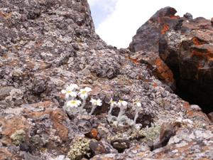 Richteria leontopodium