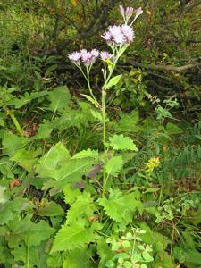 Saussurea ussuriensis
