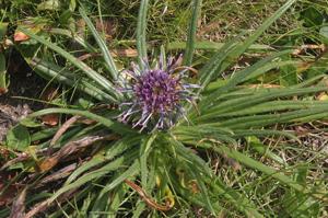 Saussurea pygmaea