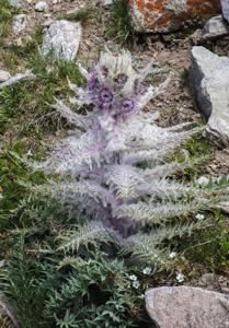 Schmalhausenia nidulans