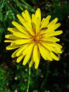 utils/thumbs/Asteraceae/Scorzonera_iM75gRQFfJSTjikjcVAw9u.jpg