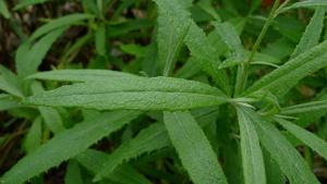 Senecio madagascariensis