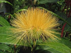 utils/thumbs/Asteraceae/Stifftia_CZqWLruMsWh3fnddjvAxAF.jpg