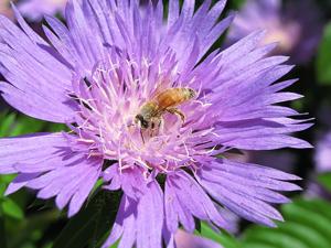 Stokesia laevis