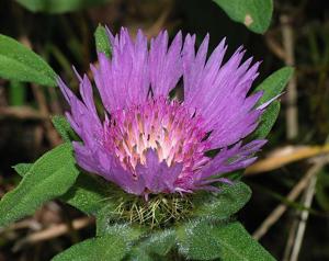 Stokesia laevis