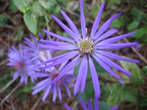 Symphyotrichum georgianum