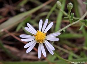 Symphyotrichum dumosum