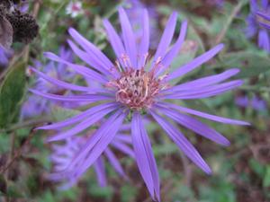 Symphyotrichum georgianum