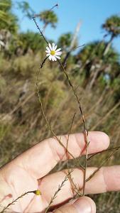 Symphyotrichum dumosum