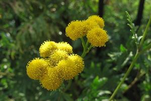 Tanacetum vulgare