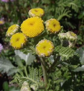 utils/thumbs/Asteraceae/Tanacetum_jghzMMVAUvHt5jjfBj5HAz.jpg