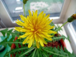 utils/thumbs/Asteraceae/Taraxacum _gnHRH8jVTrgH8vMUutAD8T.jpg