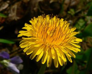 Taraxacum campylodes