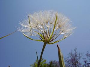 Tragopogon coelesyriacus