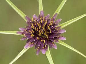 Tragopogon porrifolius subsp.  longirostris