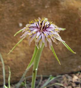 Tragopogon coelesyriacus