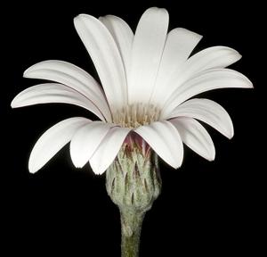 utils/thumbs/Asteraceae/Trichocline_SdJqebgA2GanNNKLMYpKj4.jpg