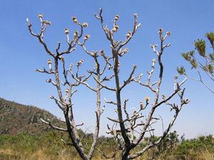 Wunderlichia mirabilis