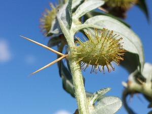 Xanthium spinosum