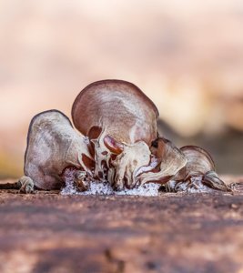 Auricularia auricula-judae