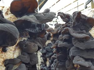 utils/thumbs/Auriculariaceae/Auricularia_LZXCKaTXrFgTbWbz8bWWFW.jpg
