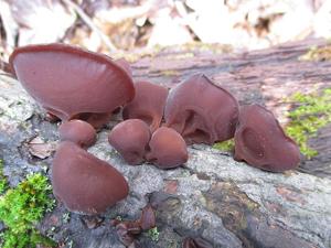 utils/thumbs/Auriculariaceae/Auricularia_NNpzJFtfTdx586tMrXzsPy.jpg