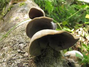 utils/thumbs/Auriculariaceae/Auricularia_NYkzGdENdiwbuDJJt7hrnN.jpg
