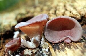 utils/thumbs/Auriculariaceae/Auricularia_jxv2FZWN47DQuuTy2DZSGK.jpg