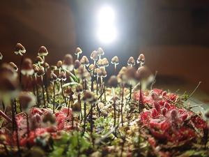 Asterella drummondii