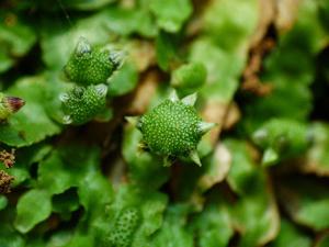 Asterella wallichiana