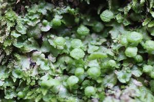 Cryptomitrium tenerum