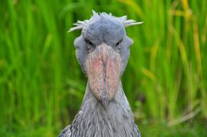 Balaeniceps rex
