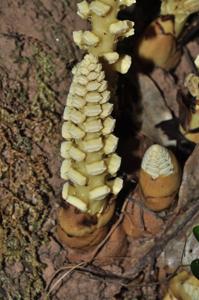 Balanophora latisepala