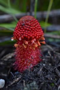 Mystropetalon thomii