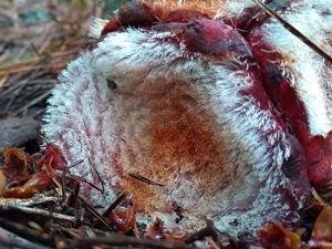 Scybalium fungiforme