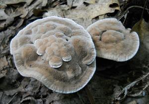 utils/thumbs/Bankeraceae/Hydnellum_4UWgbGLrvUFNgv2GMDLmHM.jpg