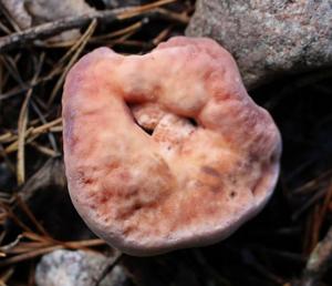 Hydnellum peckii