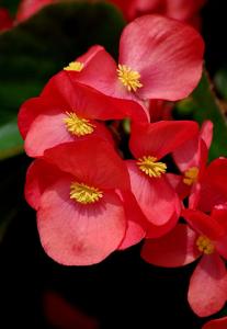Begonia cucullata var. cucullata